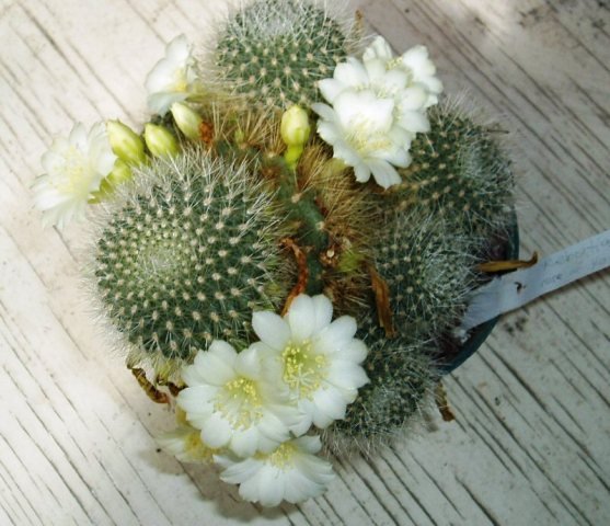 Rebutia_Rose